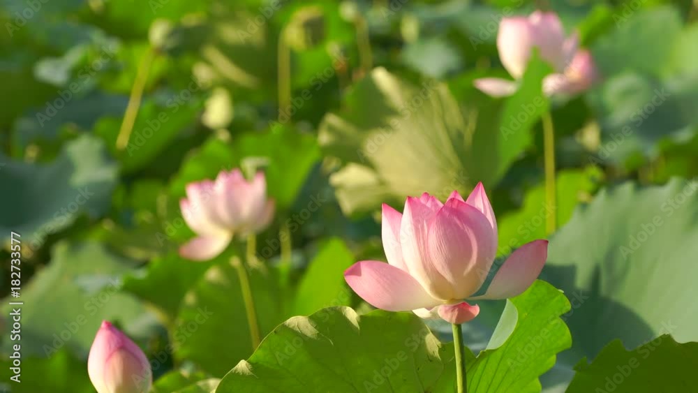 Beautiful lotus flower blooms in the pond, China Beautiful lotus flower blooms in the pond, China
