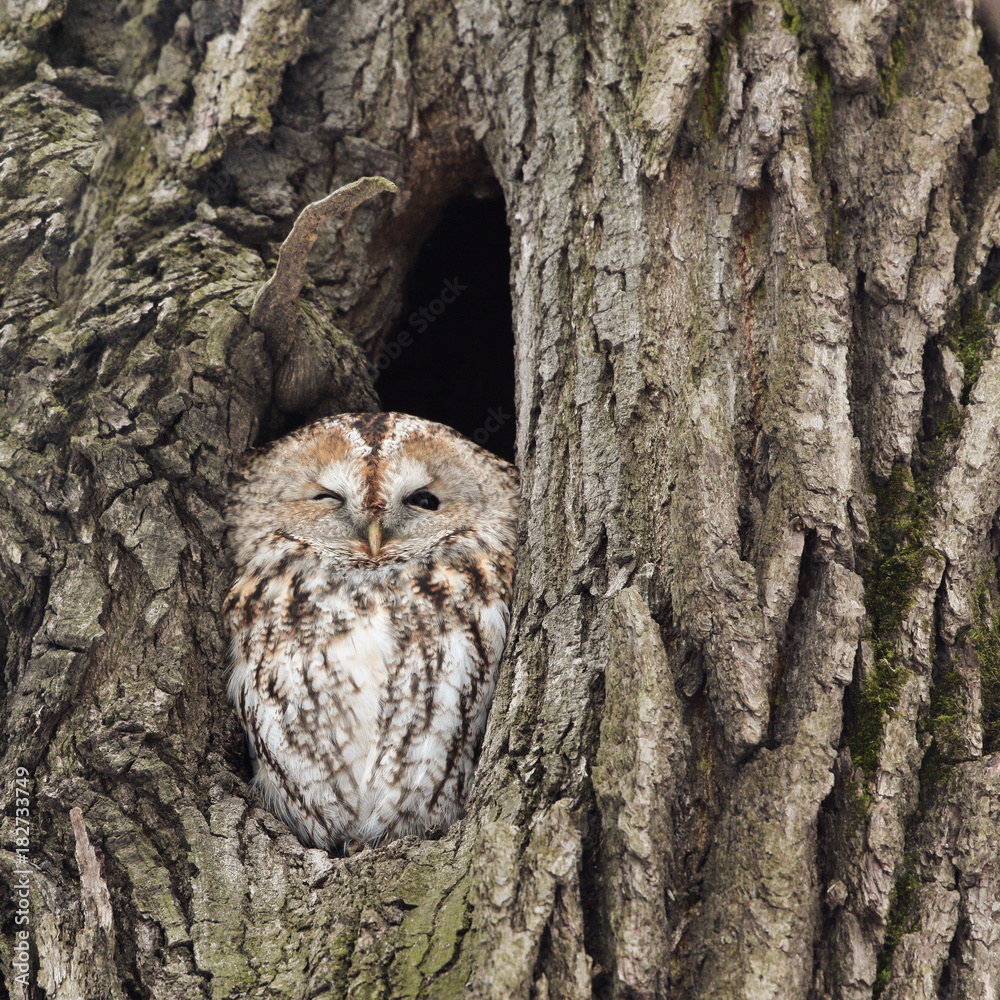 Obraz premium The tawny owl (Strix aluco) in a nest hollow