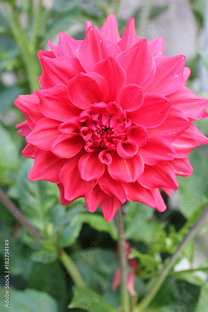 dahlia rouge dahlia rouge