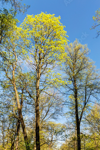 trees in the spring