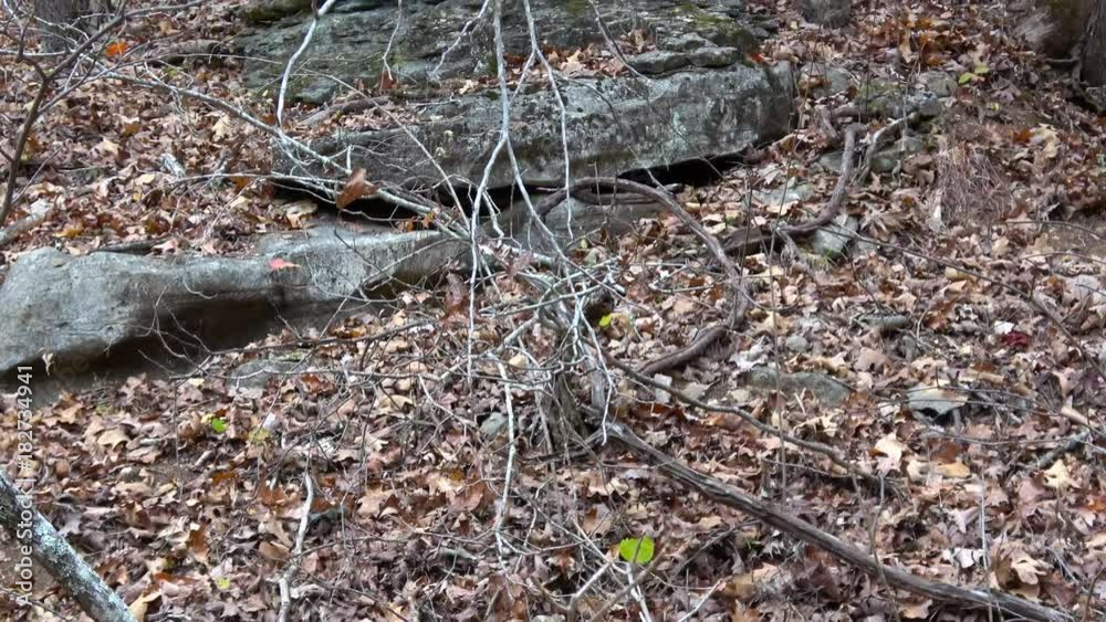 Bansom, MO, USA - November, 2017. View of Ozark wilderness forest. Bansom, MO, USA - November, 2017. View of Ozark wilderness forest.