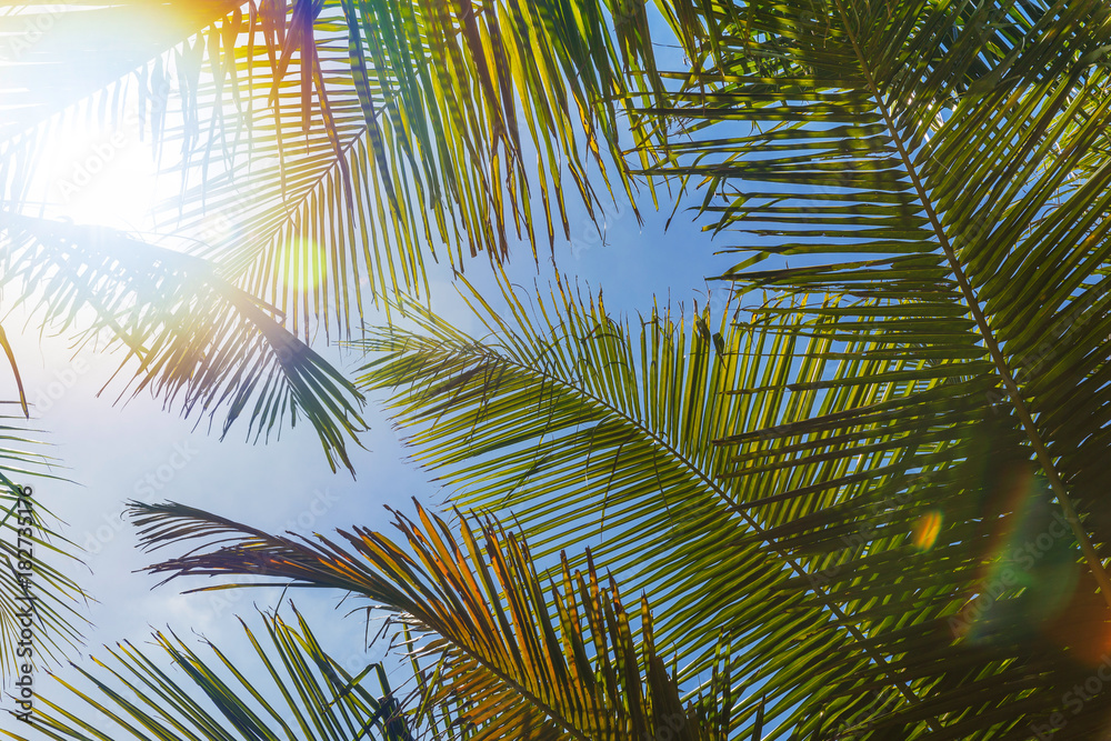 Perfect green palm leaves in front of sky Perfect green palm leaves in front of sky