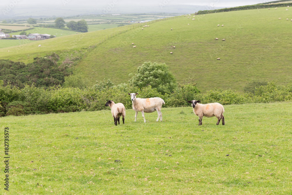 Idillic landscape with sheep, lambs, ram on a perfect juicy green grass fields and hills near ocean, Cornwall, England, UK Idillic landscape with sheep, lambs, ram on a perfect juicy green grass fields and hills near ocean, Cornwall, England, UK