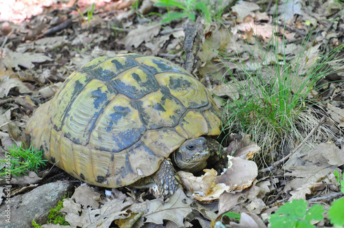 Turtle eating mushroom. European tortoise in the forest eating mushroom