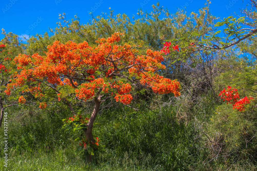 Flamboyant orange, ile de la Réunion, delonix regia