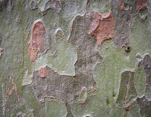 Close up texture of bark of Platanus tree