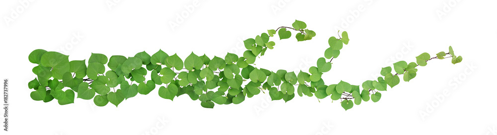 Heart shaped green leaves with bud flower climbing vines tropical plant isolated on white background, clipping path included - obrazy, fototapety, plakaty 