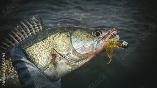 Fotografija Zander caught on jig.
