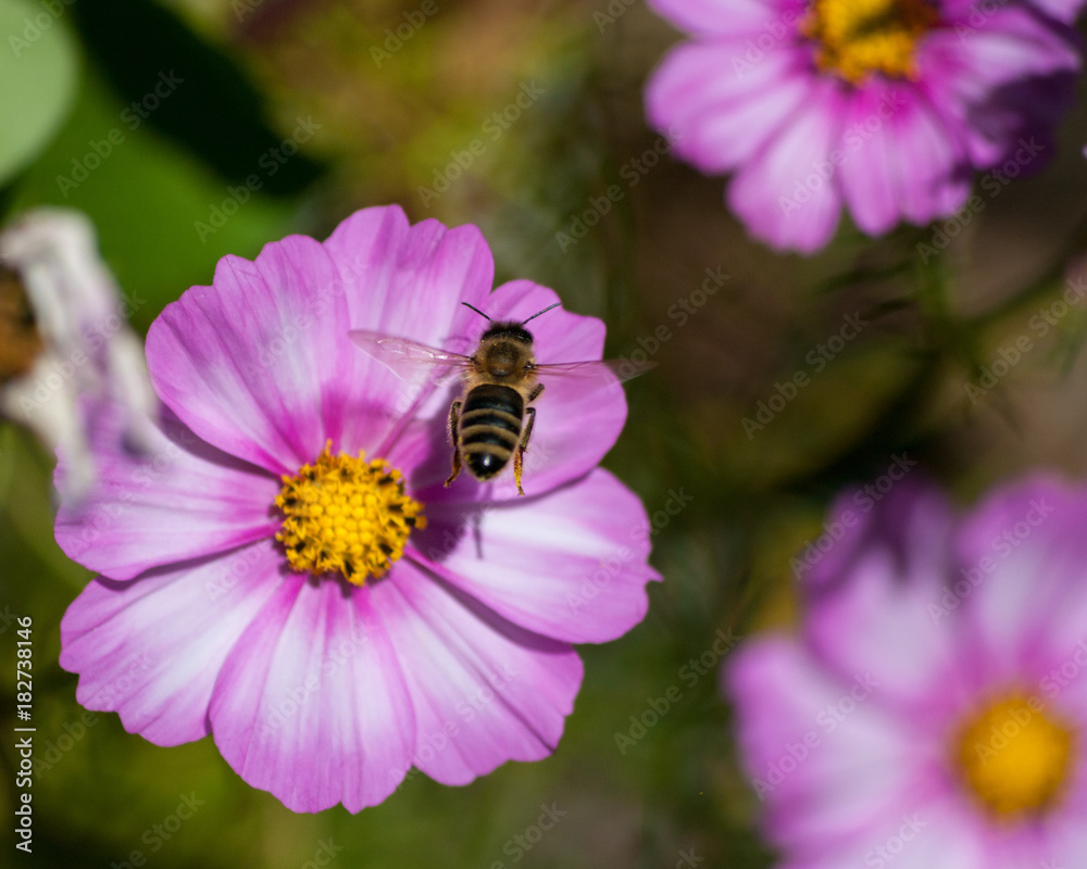 Cosmos and a Bee Cosmos and a Bee