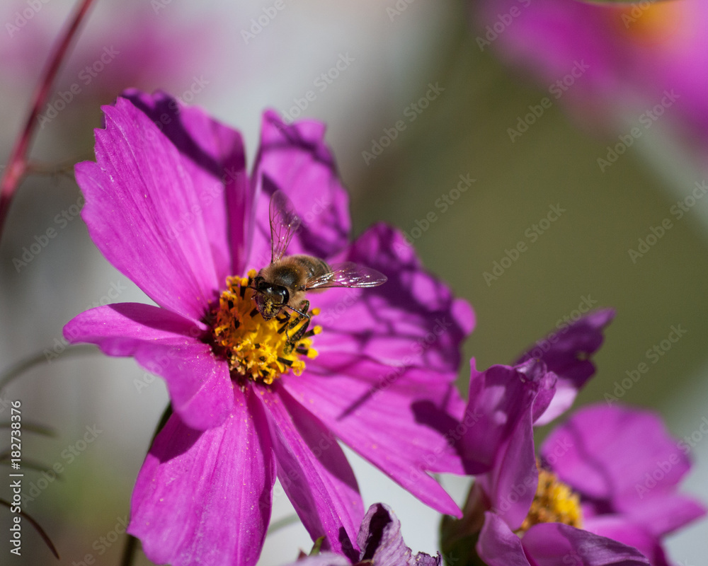 Cosmos and a Bee