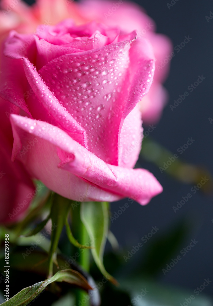 Roses close up. Beautiful roses on dark background Roses close up. Beautiful roses on dark background