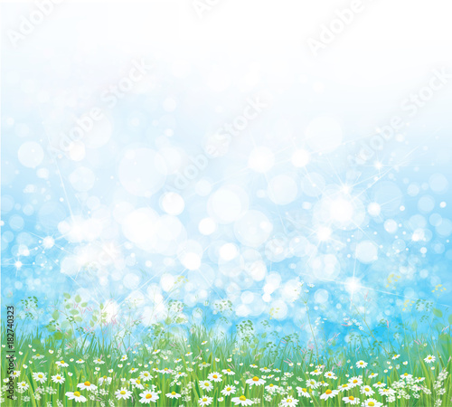 Vector  nature  background, chamomiles field and blue sunny sky.