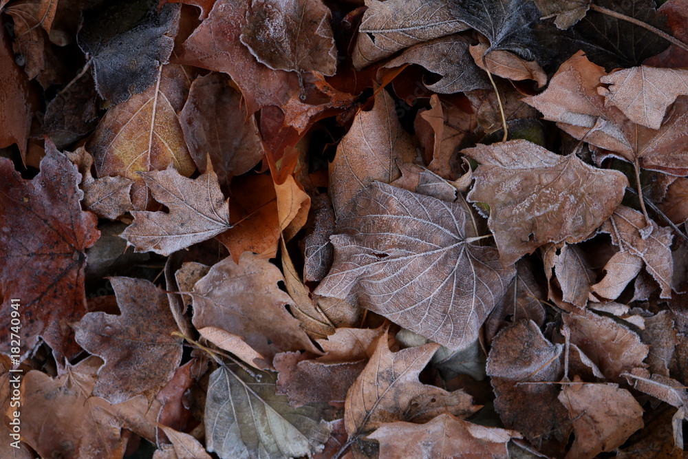 Colorful Autumn leaves