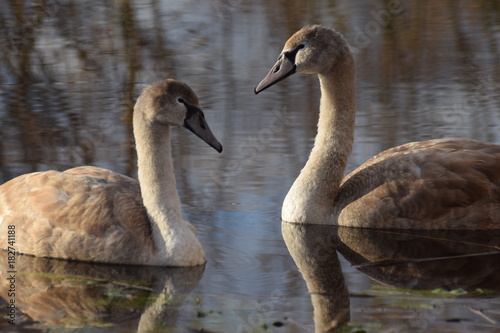 Fototapeta Naklejka Na Ścianę i Meble -  Youngs swans swimming in a lake in the netherlands on an autumn day