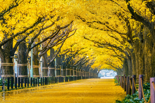 Photography Row of yellow ginkgo tree in autumn. Autumn park in Tokyo, Japan.
