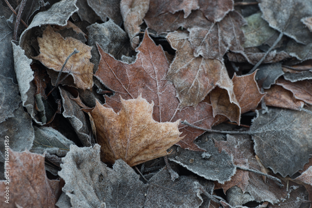 fall leaves with hoarfrost