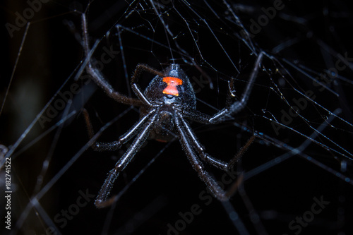 Black Widow in Web