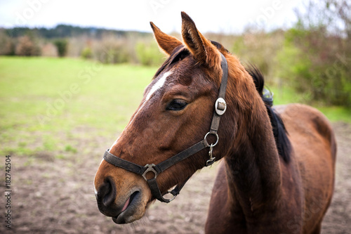 Brown horse close up on a rural field