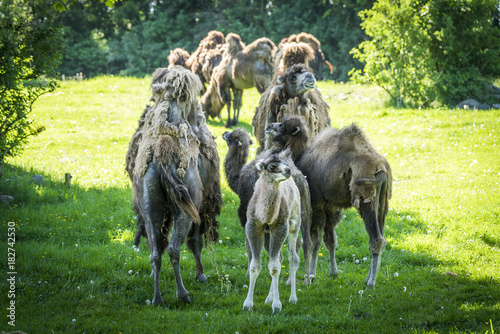 Group of camels on a green field in the spring