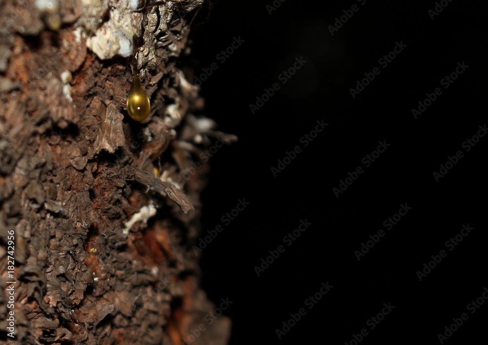 Rough bark of coniferous tree with a dripping drop of transparent yellow resin in soft focus on a black background. Rough bark of coniferous tree with a dripping drop of transparent yellow resin in soft focus on a black background.