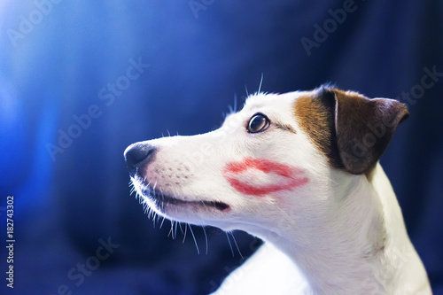 Jack Russell kissing on blue background