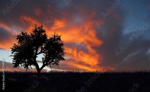 Árbol, cielo anaranjado,  atardecer, paisaje © Maika