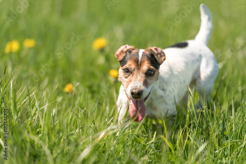 Dog runs over a green meadow with dandelions - Jack Russell 10 years old
