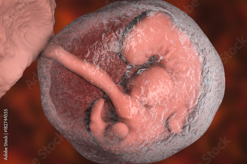 Wall Mural Four week embryo, late part of the fourth week on pregnancy, scientifically prec