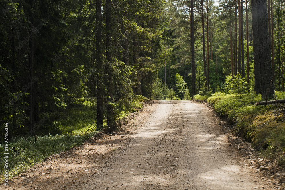 Fototapeta premium Gravel road in forest