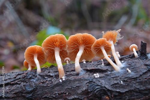 tubaria pellucida mushroom photo