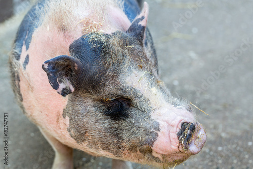 Pig's muzzle close up photo