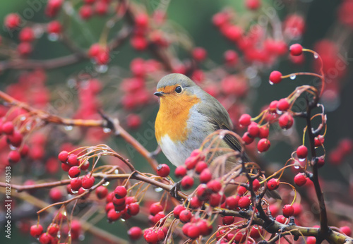 European robin sits on a hawthorn bush wit a red berries and rain drops on them photo