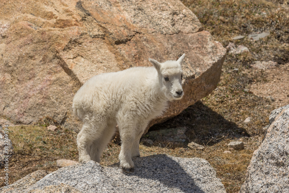 Cute Mountain Goat Kid