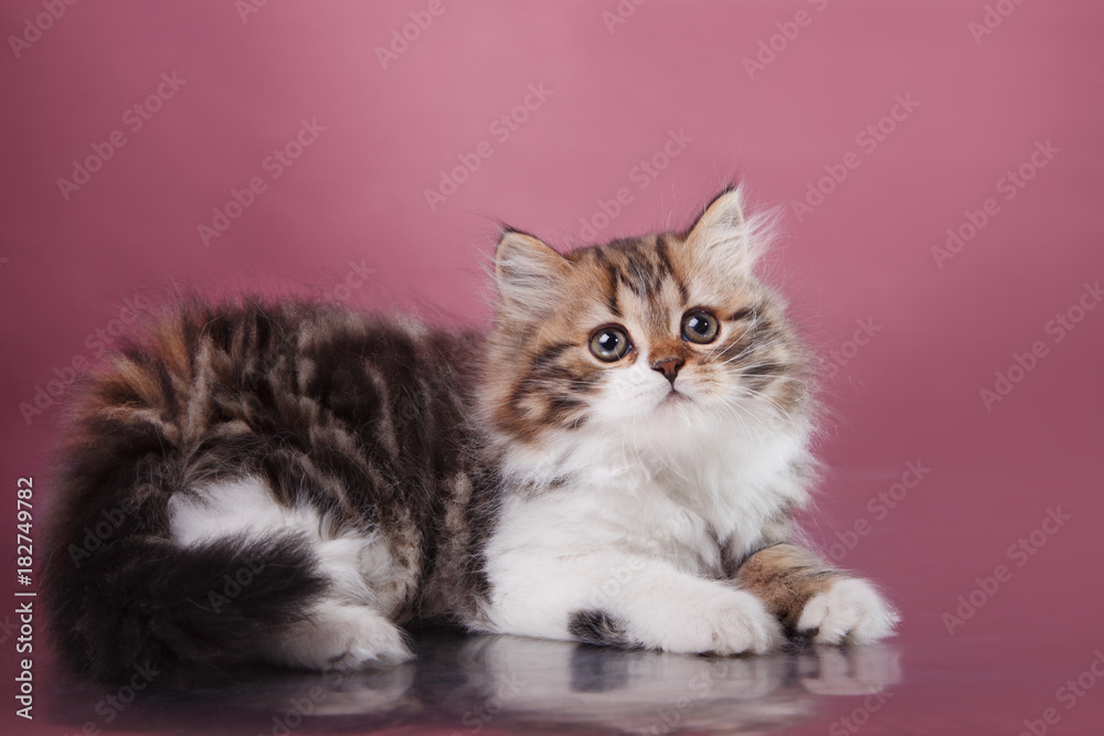 Kitten Scottish breed