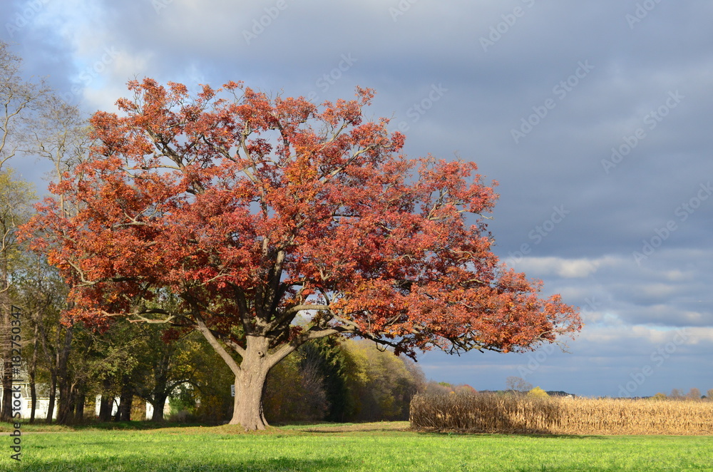 Large old red oak tree along a winding drive on a farm in Autumn