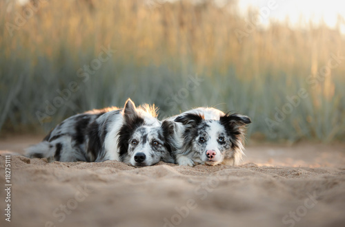 Fototapeta Naklejka Na Ścianę i Meble -  Two dogs border collie lying on the sand