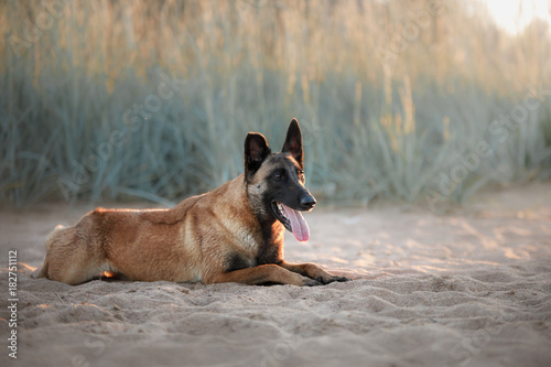 Fototapeta Naklejka Na Ścianę i Meble -  Dog Malinois lies on the sand