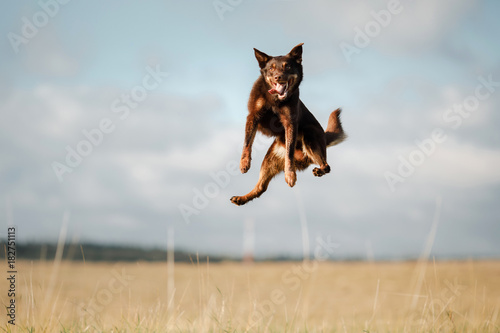 Dog Kelpie plays photo