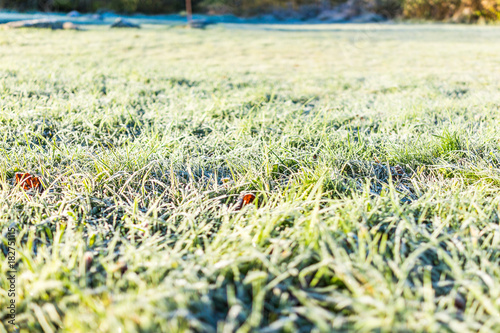 White frost ice crystals on green lawn grass in morning on ground by forest and campground park