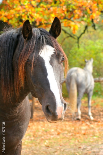 the face of a black horse