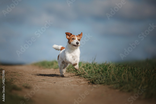 Dog Jack Russell Terrier plays © annaav