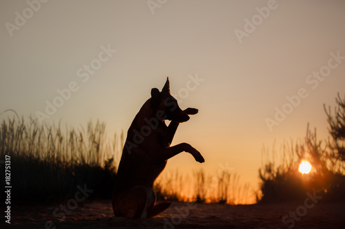 Dog silhouette at sunset