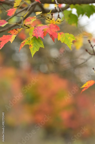 Colorful Autumn maple leaves background