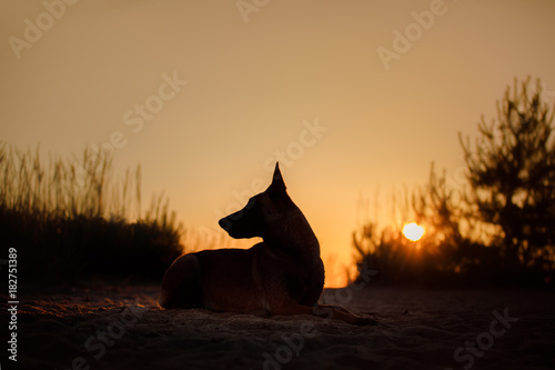 Dog silhouette at sunset