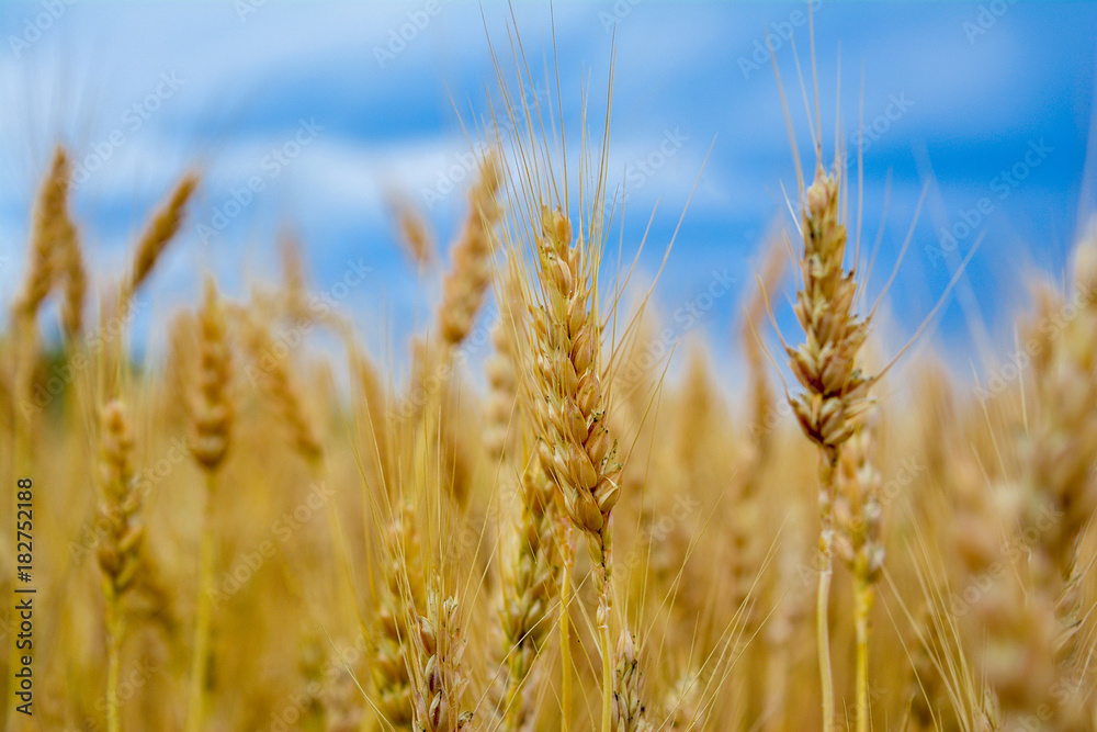 Spikes of wheat close-up against a background of dark clouds. Bad weather over the wheatfield Spikes of wheat close-up against a background of dark clouds. Bad weather over the wheatfield