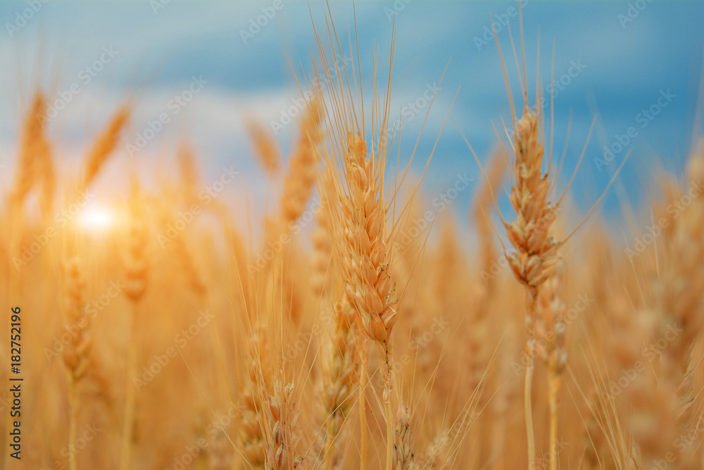 Spikelets of wheat at sunset against the background of rain clouds. Spikelets of wheat at sunset against the background of rain clouds.