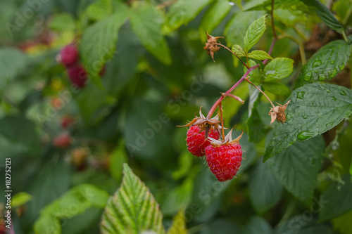 Raspberries on a bush on the background of leaves after the rain.