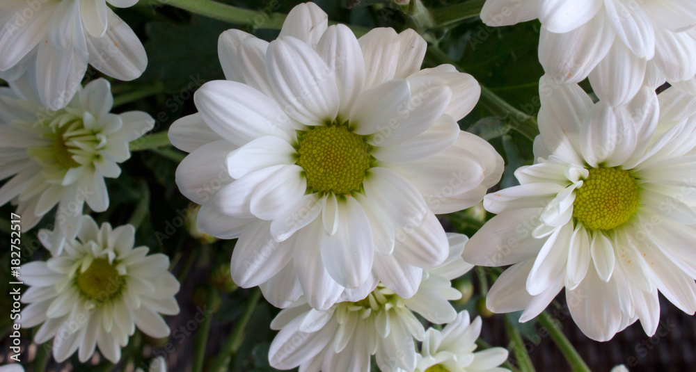 Chamomile. White and yellow flower. Flowering plant.