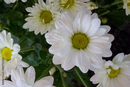 Chamomile. White and yellow flower. Flowering plant.