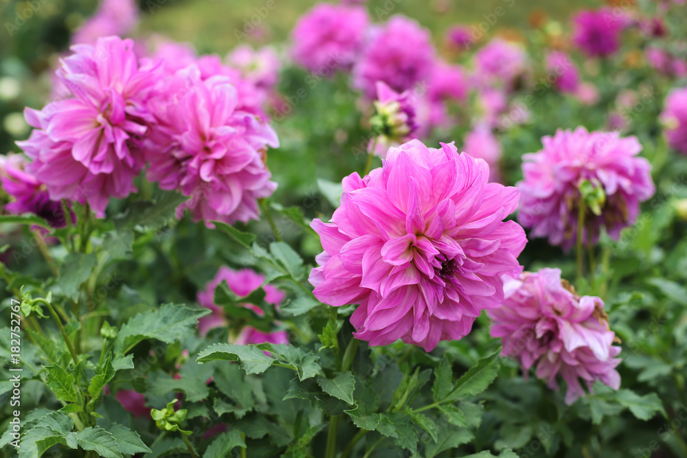 summer time pink dahlia flower summer time pink dahlia flower